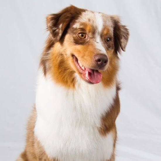 New AKC Breeds Summer 2015