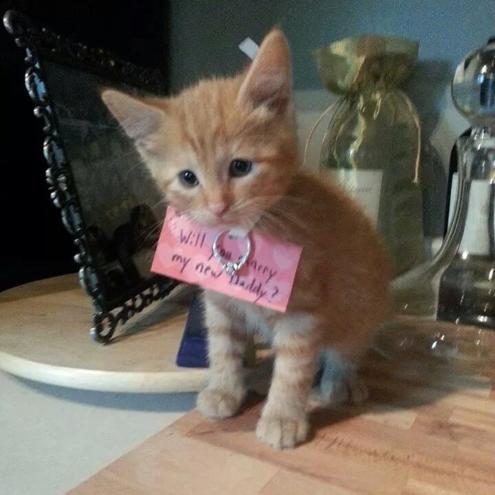 Kitten Proposal Pictures Popsugar Love And Sex