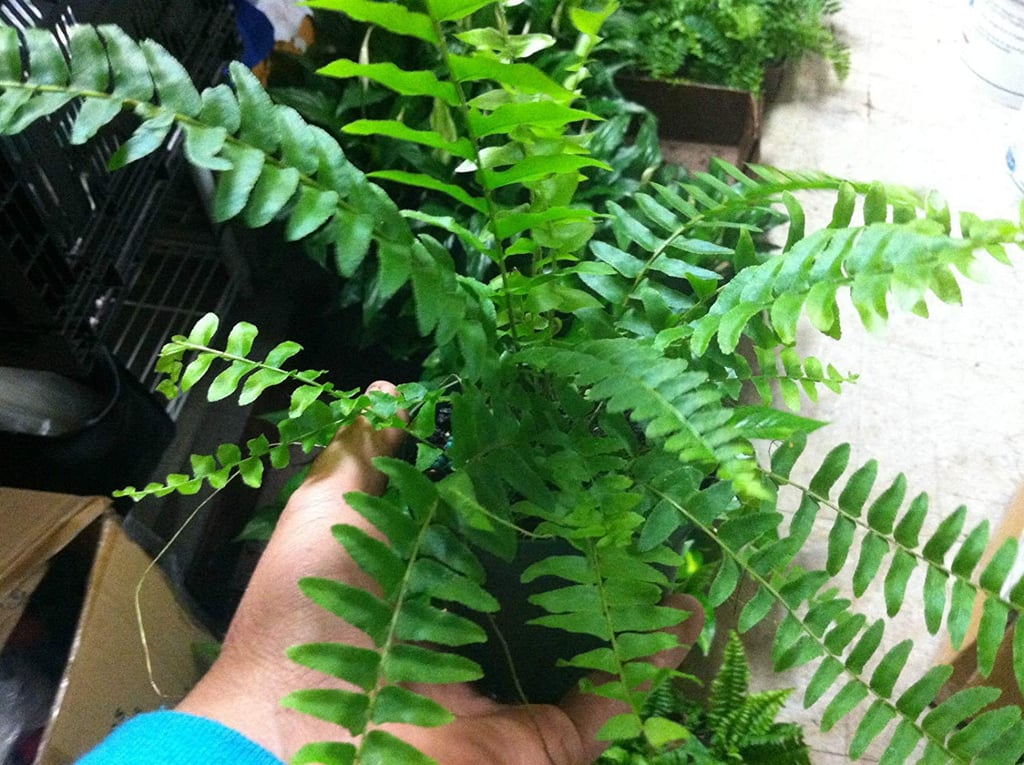 Boston Fern Plant