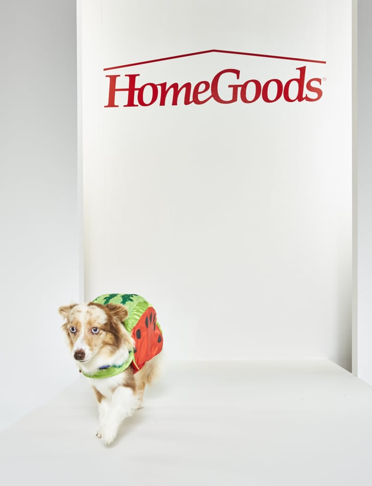 Pet Halloween Costumes From HomeGoods POPSUGAR Home Photo 4