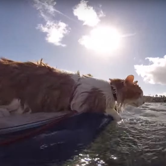 Surfing Cat Video