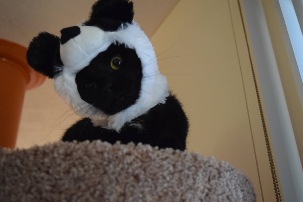 Panda-Hat Model | Funny Internet Cats 