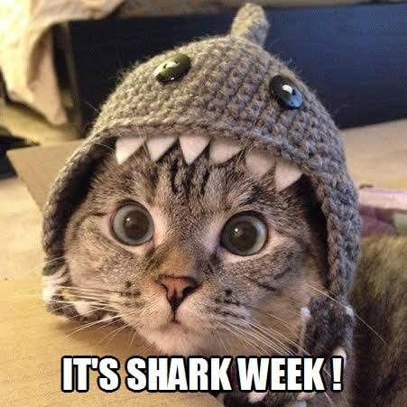 Cat Demands Shark Week Right Meow