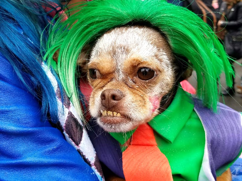 The Joker New York City Halloween Dog Parade POPSUGAR Pets Photo 2