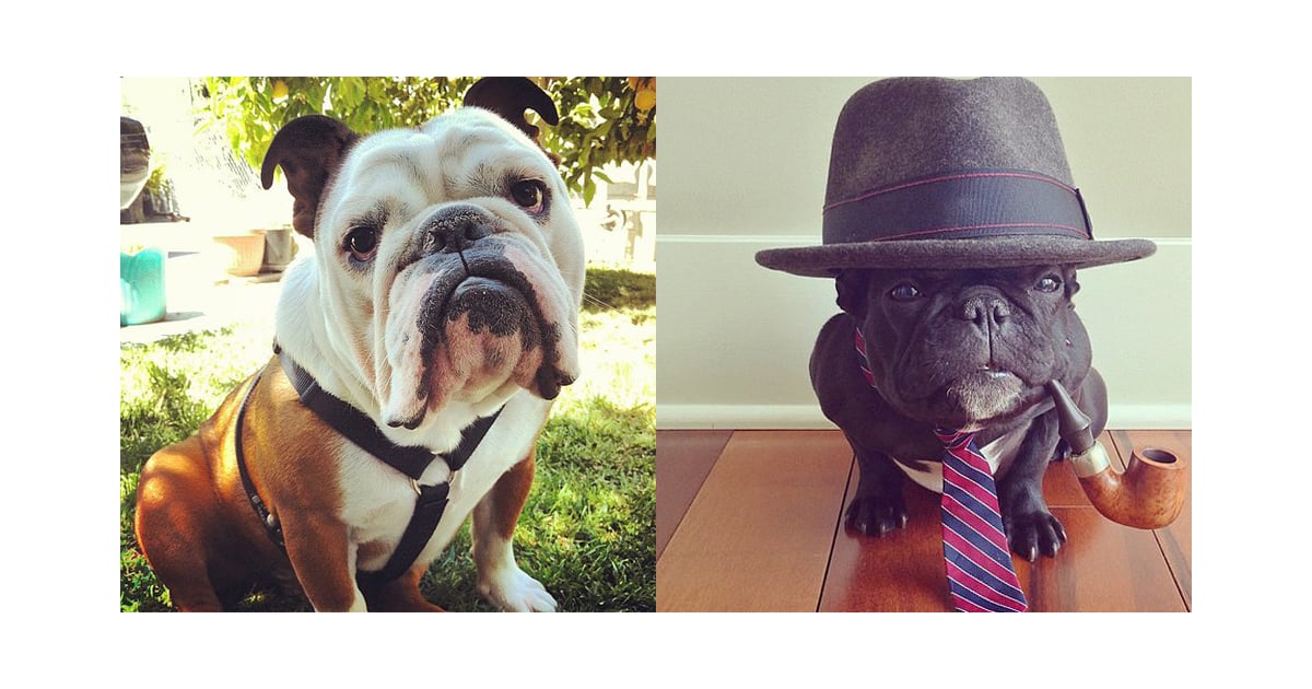 Cute SmushedFaced Dogs POPSUGAR Pets