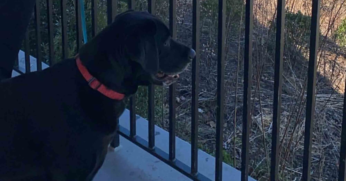 Is Buying a Dog From a Breeder Bad? POPSUGAR UK Pets