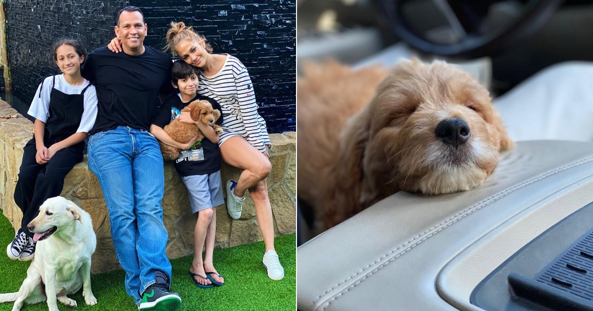 Jennifer Lopez and Alex Rodriguez Got Max a Goldendoodle Dog | PS Pets