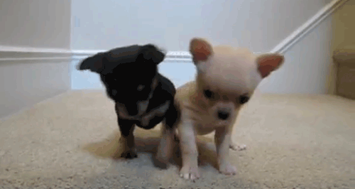Seeing an Adorable Animal