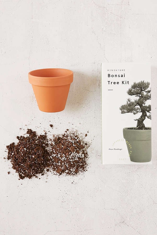 Bonsai Tree Kit
