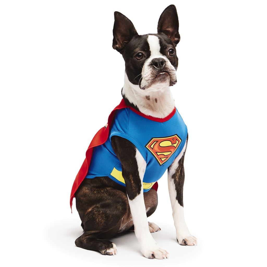 Superman | Superhero Costumes For Dogs | POPSUGAR Pets Photo 13