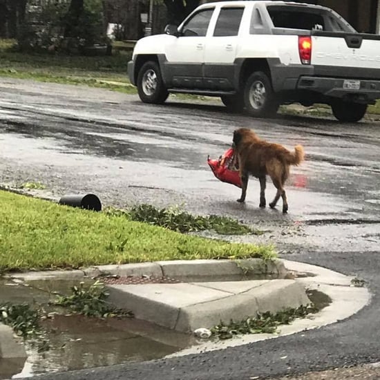 Dog Carrying Bag of Food Goes Viral After Hurricane Harvey