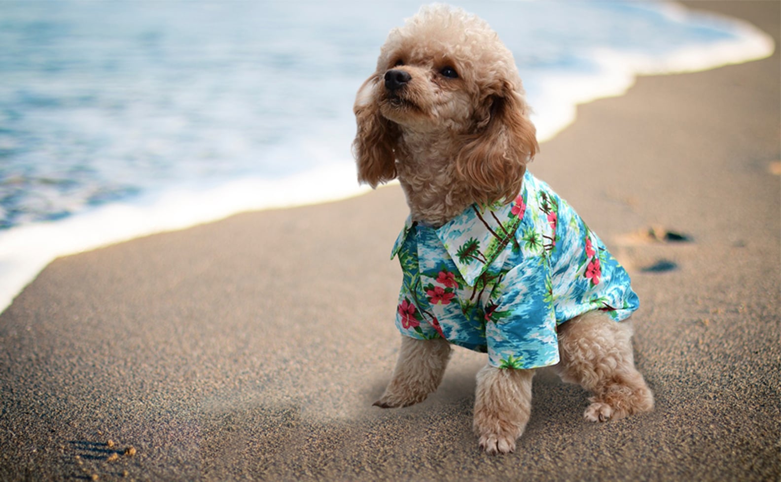 Hawaiian Shirt For Dogs on Amazon POPSUGAR Family