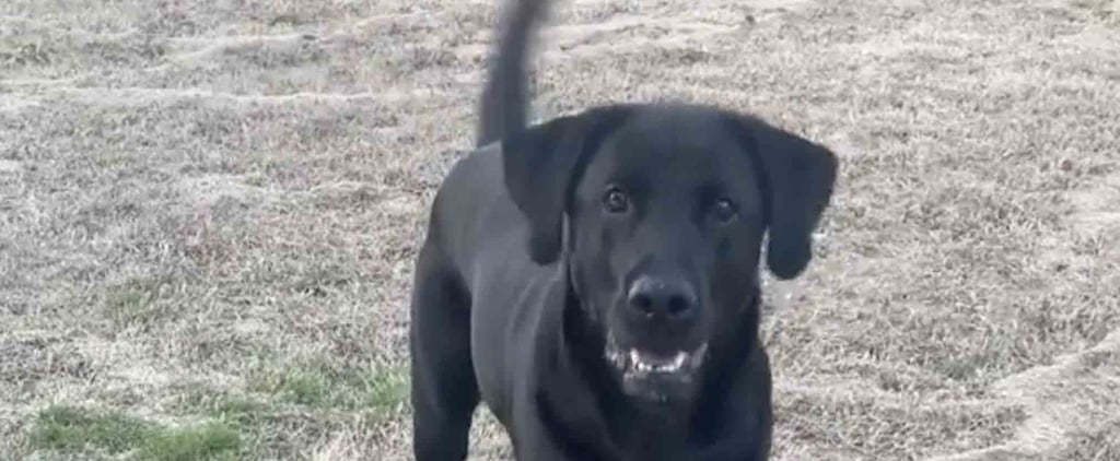 I Have Never Seen a Dog More Excited to Play Frisbee Than This Black Lab