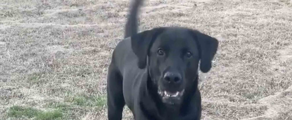 Video of Black Lab Waiting to Play Frisbee