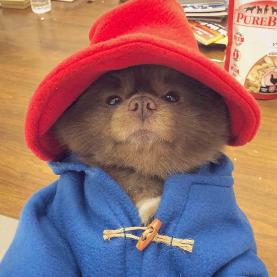 Pomeranian Dressed Up as Paddington Bear