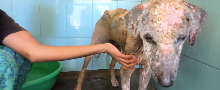 Dog With Mange Rescued | Video