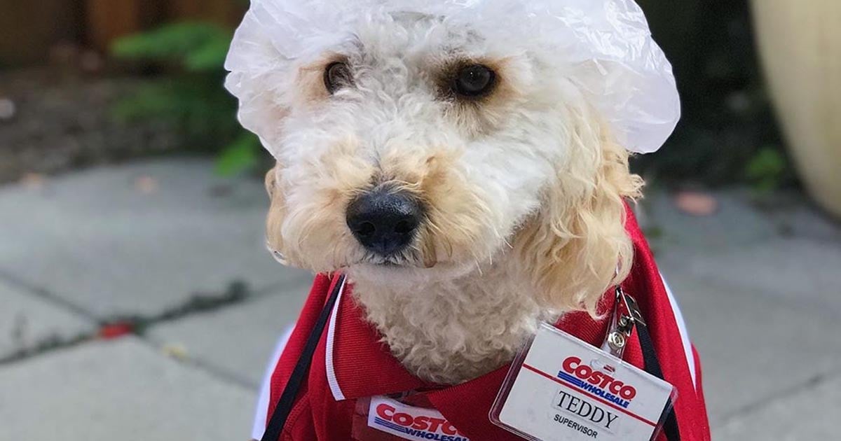 Goldendoodle Dressed as Costco Worker For Halloween Photo