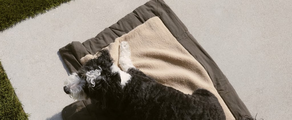 Zara Pet Collection