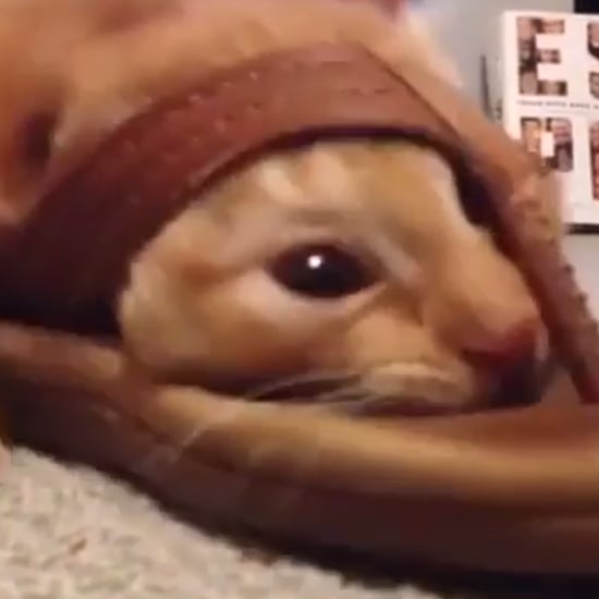 Cat Stuck in Shoe | Video