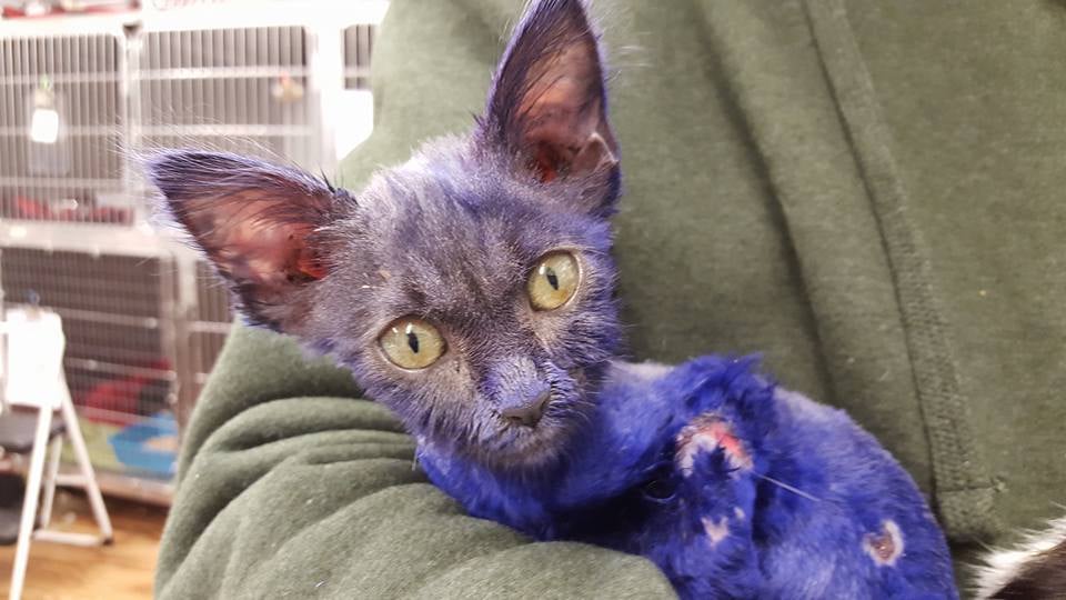 Cat dyed hot sale blue