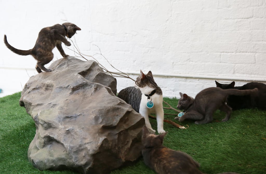Purina ONE Cat Camp