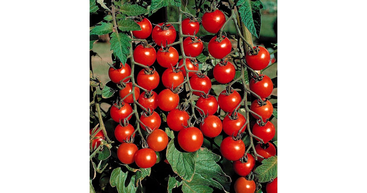 Sweet 100 Tomato Plants Where to Buy Tomato Plants Online POPSUGAR