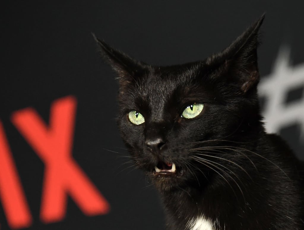 Salem the Cat on Sabrina Netflix Red Carpet Photos 2018