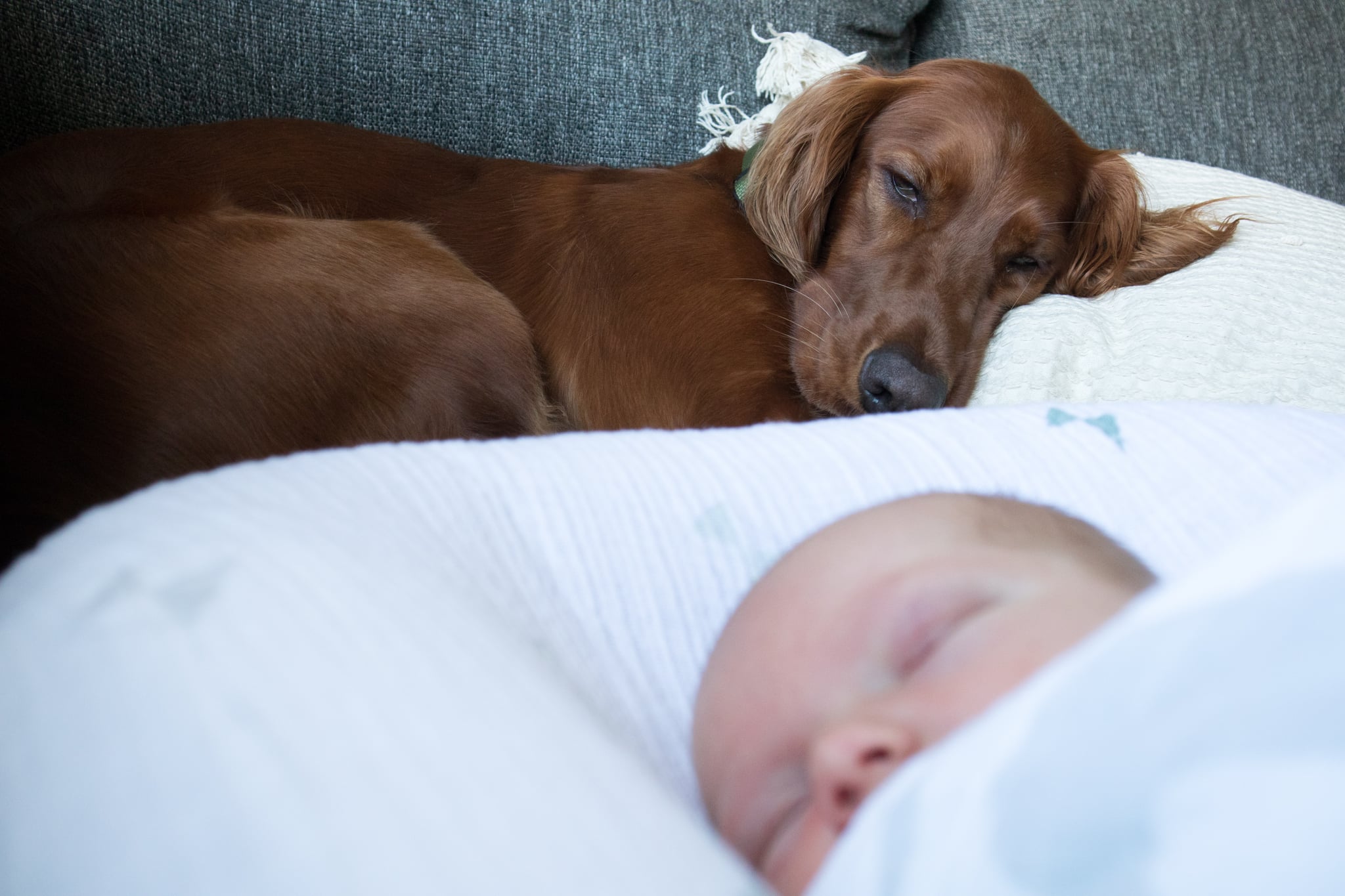Why Are Dogs Protective Of Babies