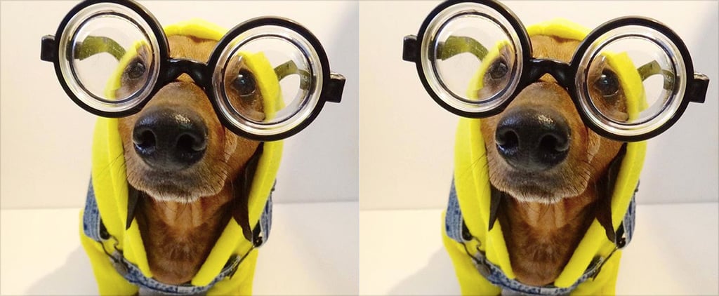 Minions Dog Costumes