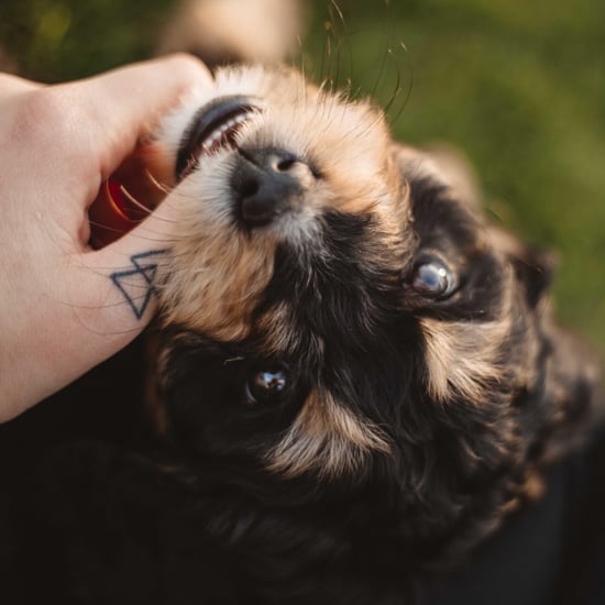 Zodiac Signs That Make the Best Pet Owners