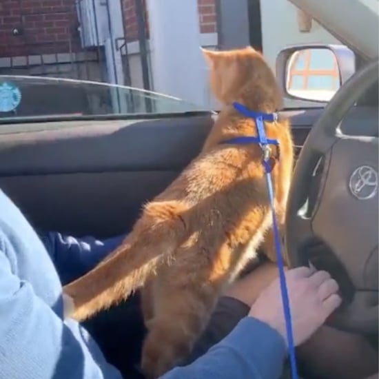 TikTok Video of Cat Going to a Starbucks Drive-Through