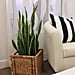 Plants on Amazon