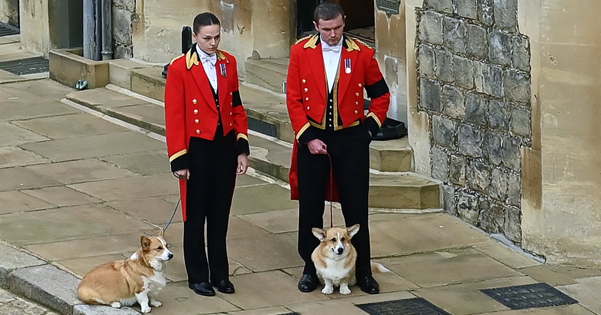 Die Corgis der Königin, Sandy und Muick, nehmen an ihrer Beerdigung teil