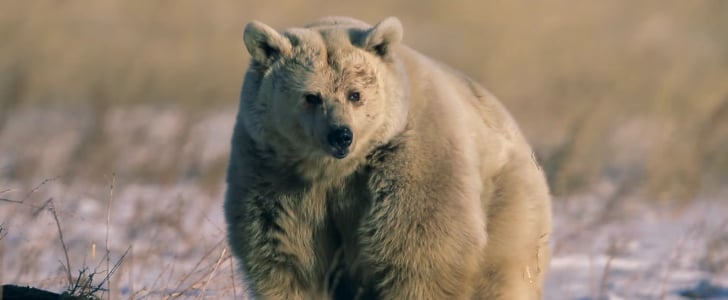 Zoo Bear Rescued From Captivity | Video