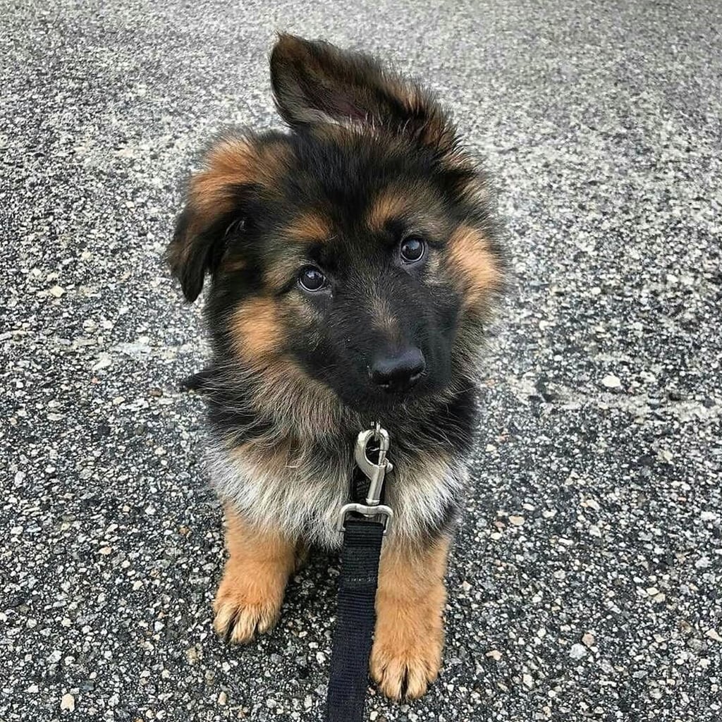 why do german shepherd puppies dig