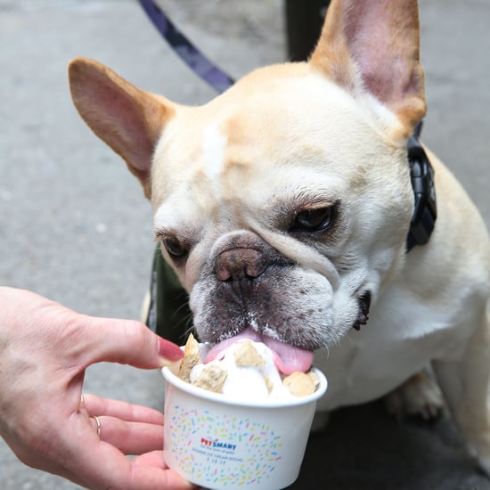 PetSmart Free Ice Cream