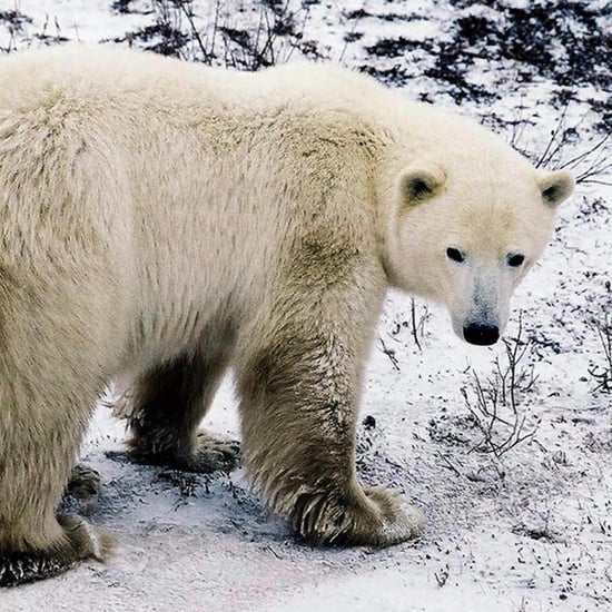 Obama Bans Arctic Oil Drilling | Video