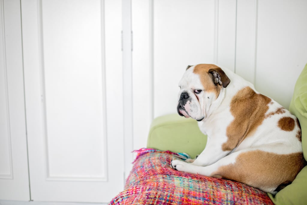 Pictures of Dogs Making Funny Faces