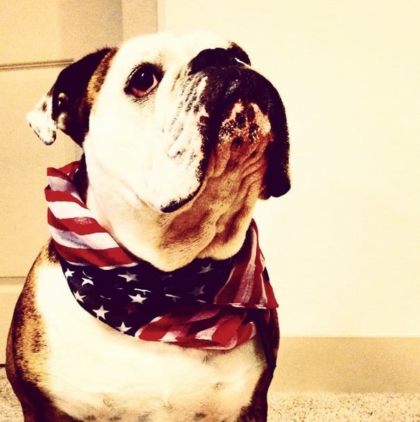 This Bulldog rocks his bandana with a very stoic stance. 
Source: Instagram user josmahau