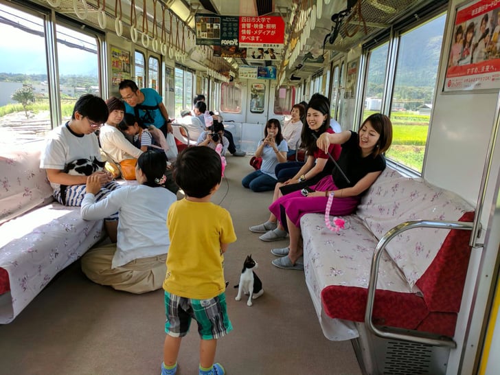  Cat  Cafe  Train  in Japan  POPSUGAR Smart Living