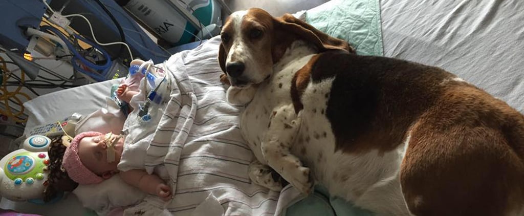 Basset Hounds Stay by Dying Baby's Side