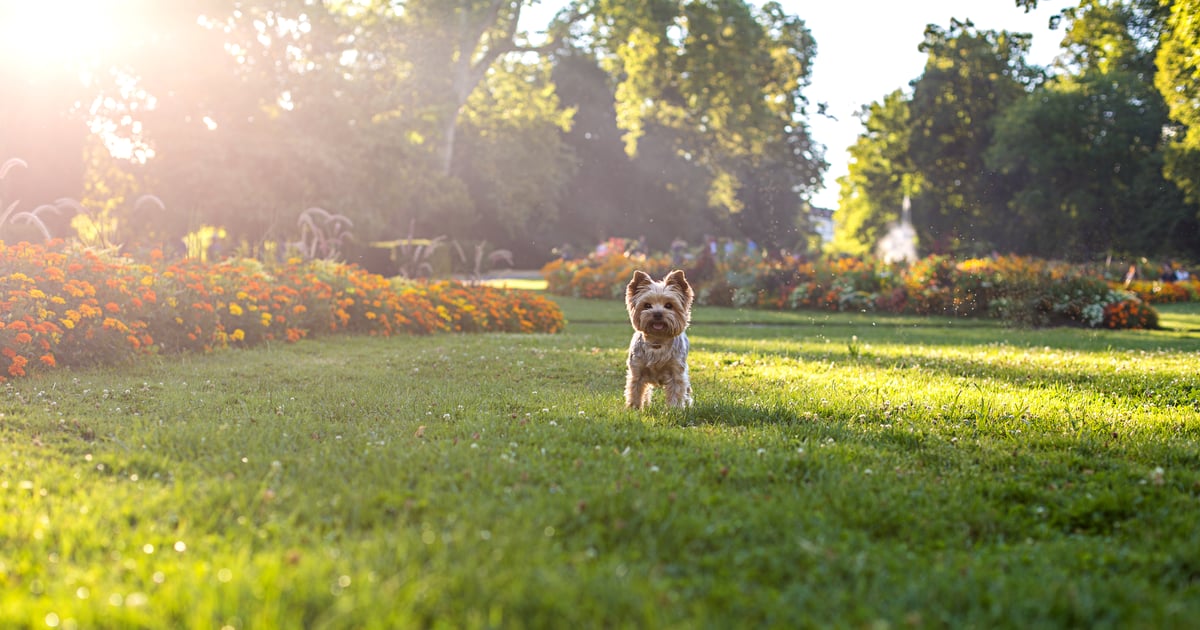 How to Keep Your Dog Out of Your Garden POPSUGAR Pets