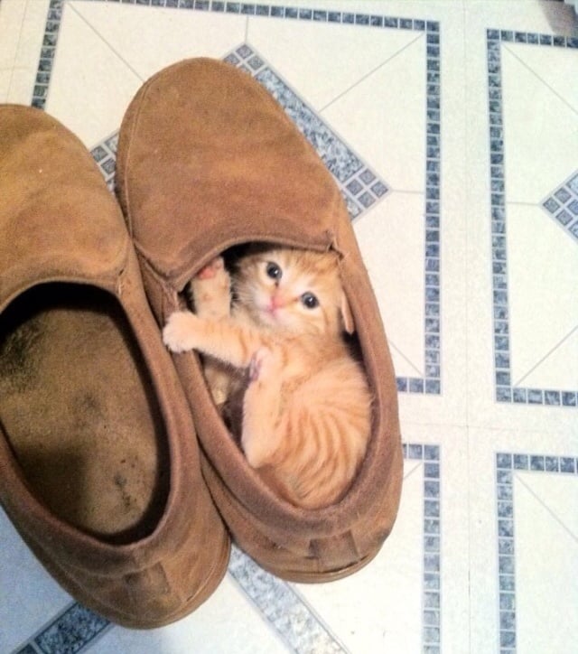 "Ummm someone stole my shoe . . ."
Source: Imgur user deckpumps_n_deldos