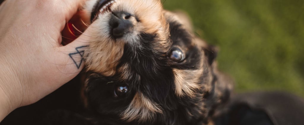 Zodiac Signs That Make the Best Pet Owners