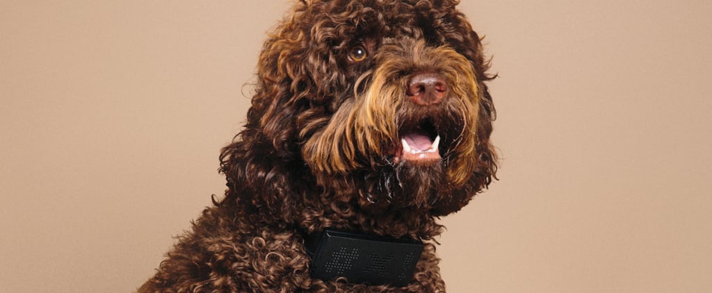 This Dog Collar Curses When Your Dog Barks