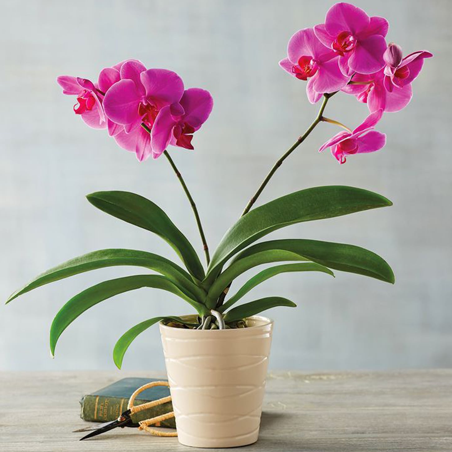 Best Indoor Flower Plants Beginners 