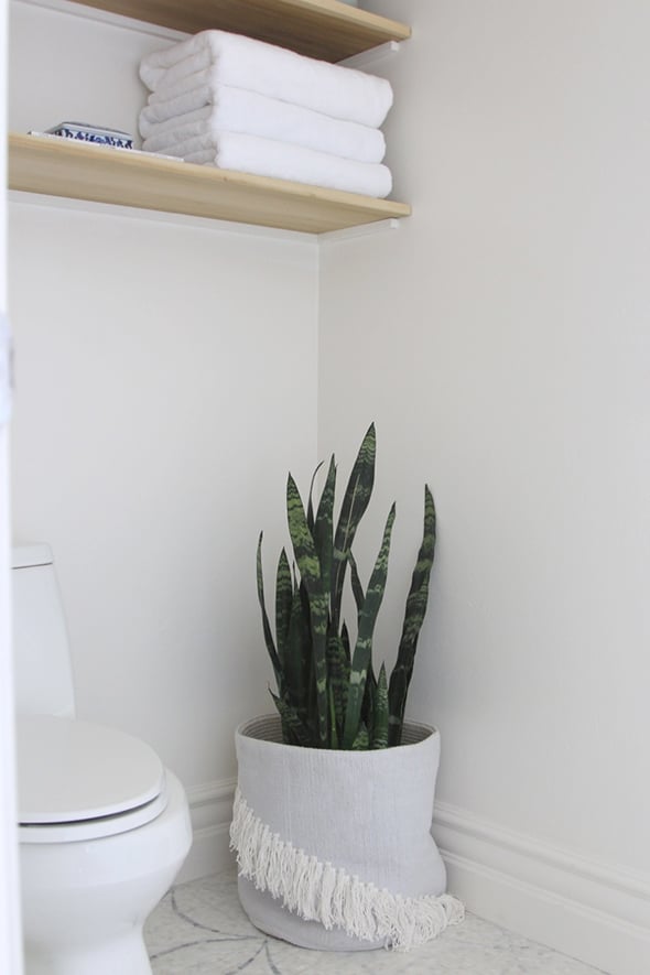 Indoor Plants Drought Tolerant Decorative And Healthy Shower Plant Bathroom Plants Best Indoor Plants
