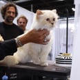 Everything to Know About Karl Lagerfeld's Beloved Cat, Choupette