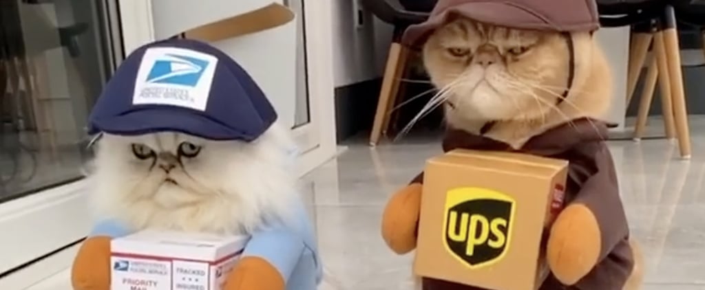Cats Dressed Up in Mail Carrier Costumes For Halloween