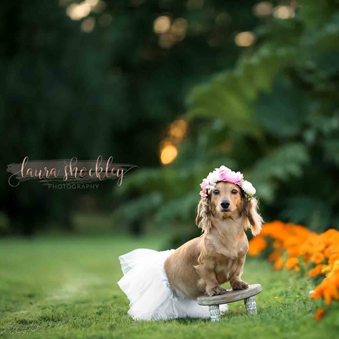 pregnant dachshund pictures
